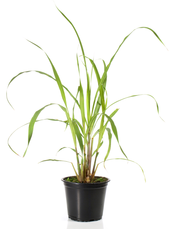 Lemon Grass Greenwood Nursery   Lemon Grass In Pot DT 